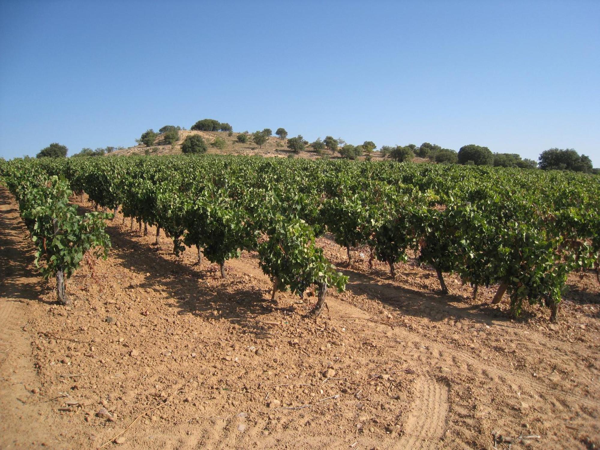 Hotel Torremilanos Aranda de Duero Luaran gambar